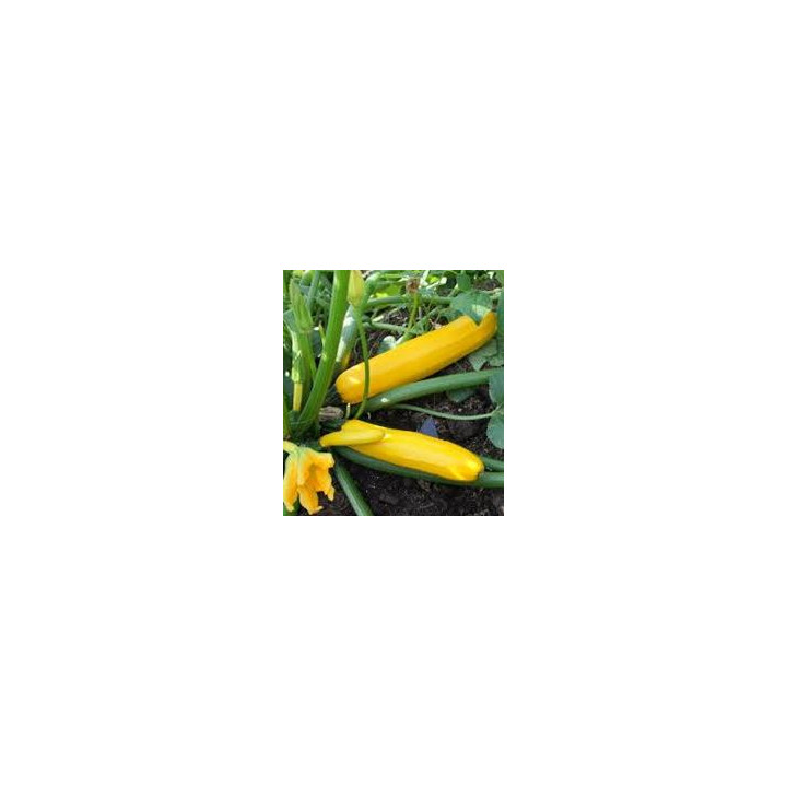 Courgette longue jaune