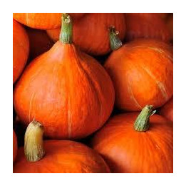 Potimarron