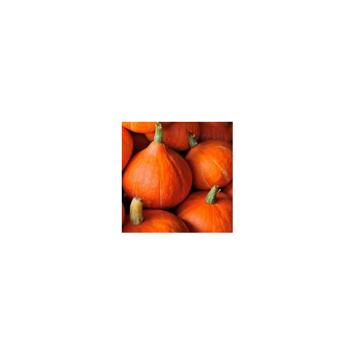 Potimarron