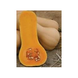 Butternut