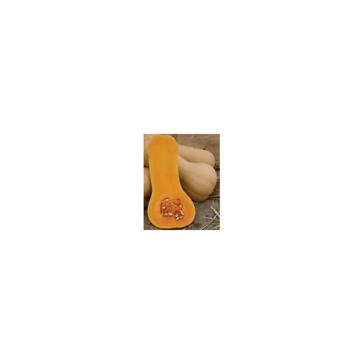 Butternut