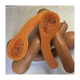 Courge longue de Nice