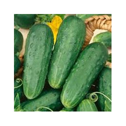 Cornichons
