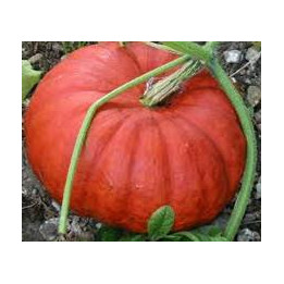 Potiron rouge vif d'Etampes