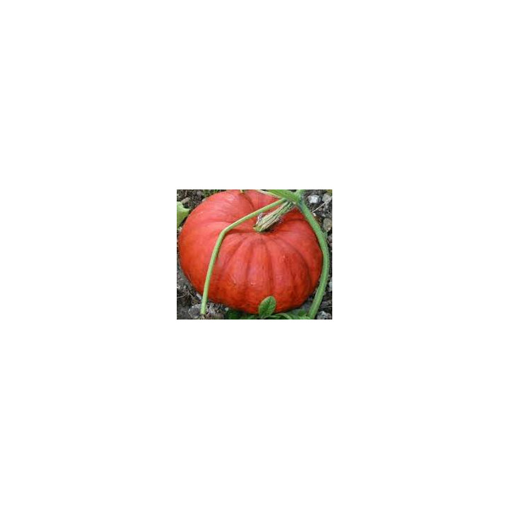 Potiron rouge vif d'Etampes
