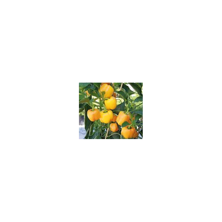 Poivron mini jaune