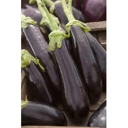 Aubergine violette