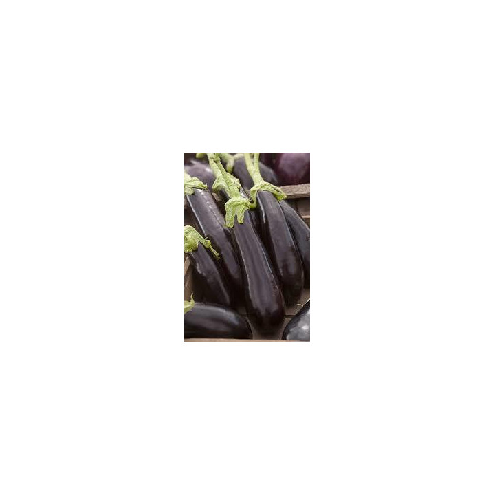 Aubergine violette