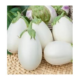 Aubergine blanche