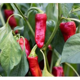 Piment Gorria (Espelette)