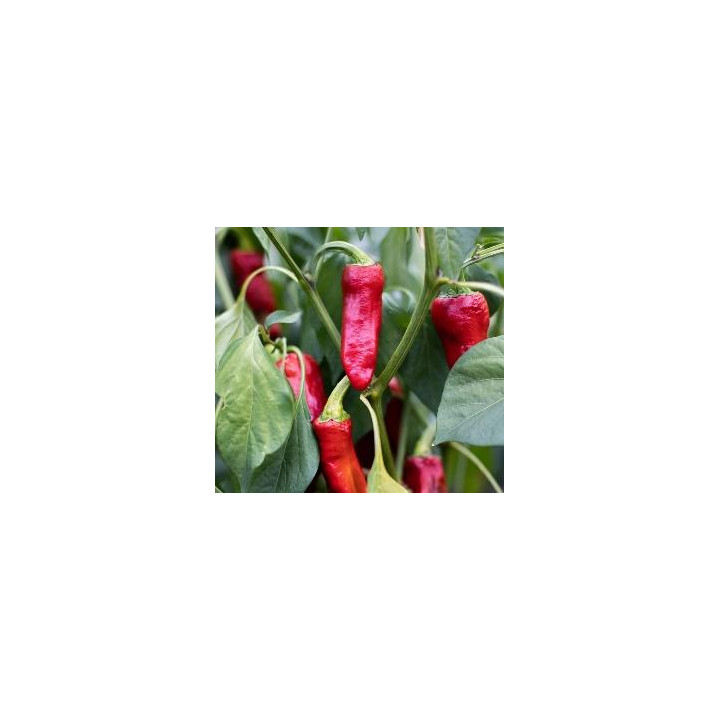 Piment Gorria (Espelette)
