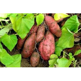 Patate douce