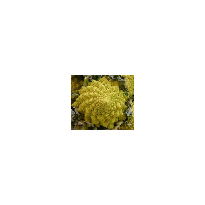 Choux Romanesco