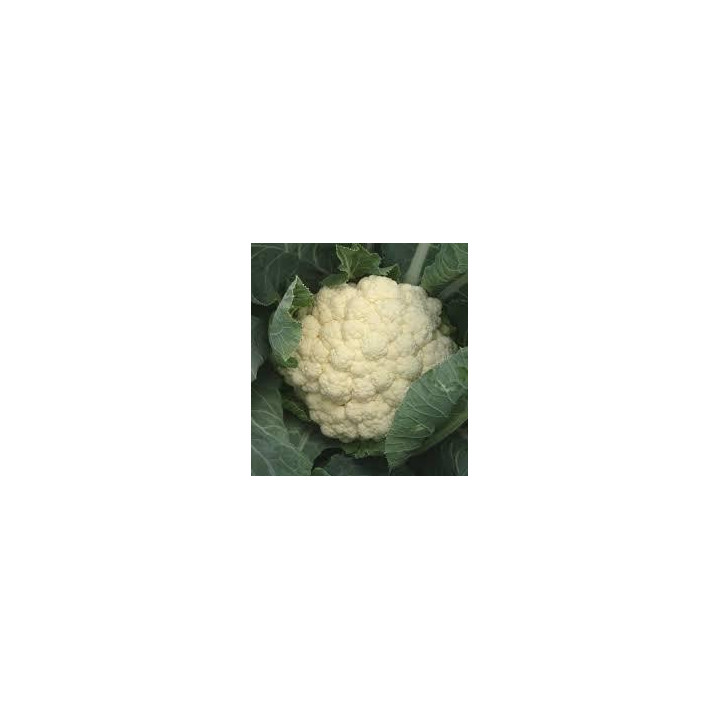 Choux-fleurs