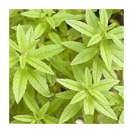 Verveine citron