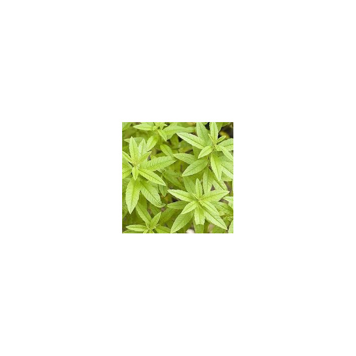 Verveine citron