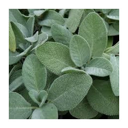 Sauge officinale