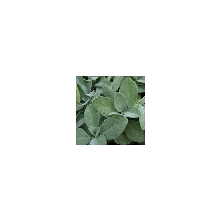 Sauge officinale