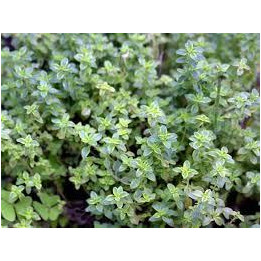 Thym citron