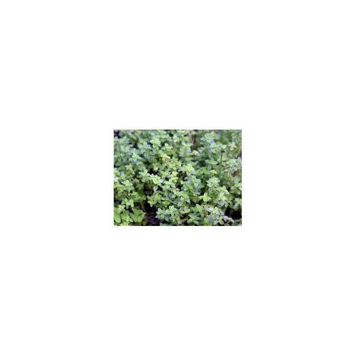 Thym citron