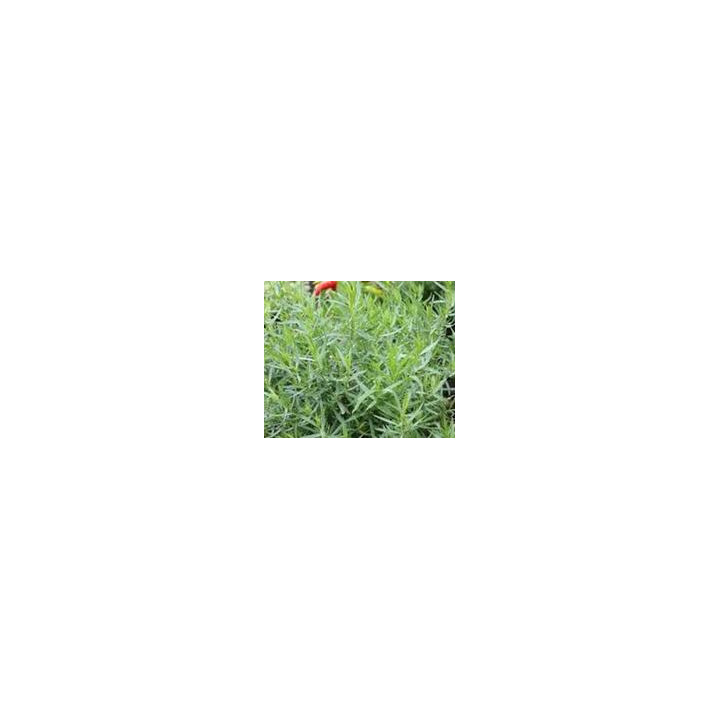 Estragon