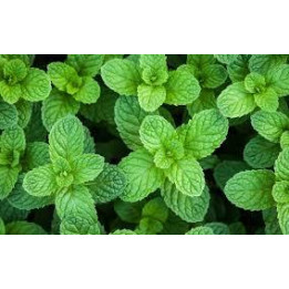 Menthe