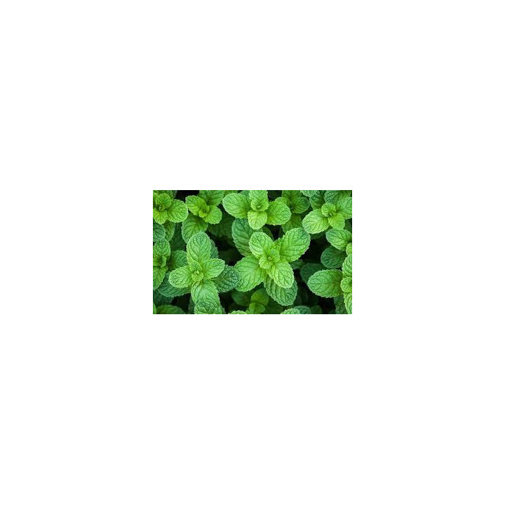 Menthe