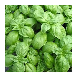 Basilic