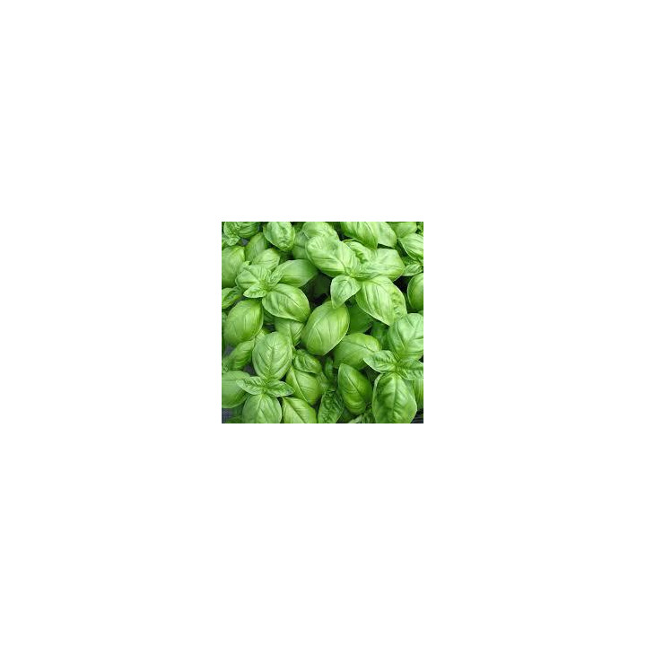 Basilic