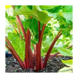 Rhubarbe