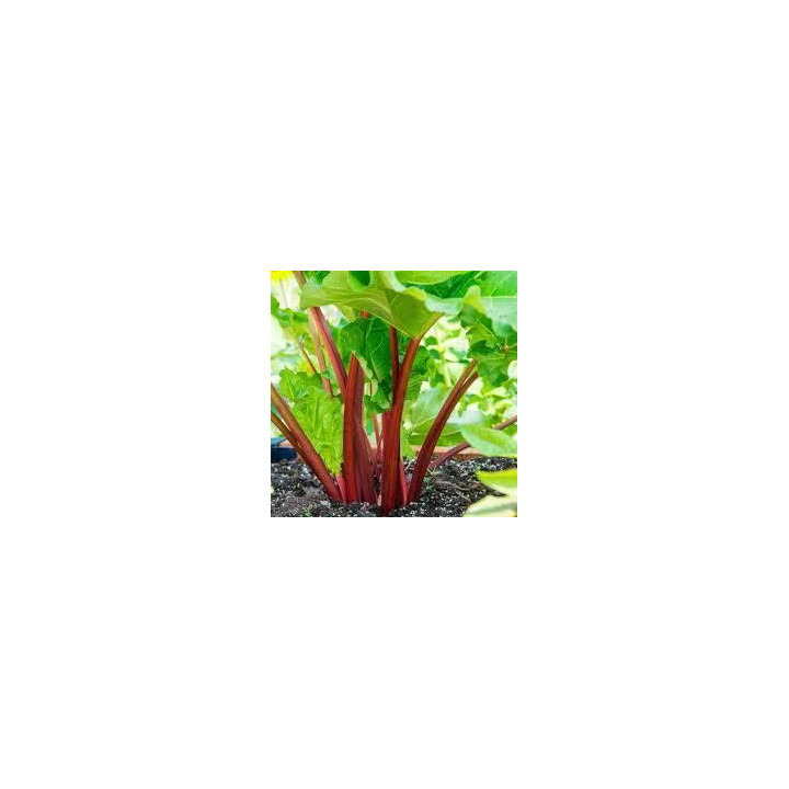 Rhubarbe
