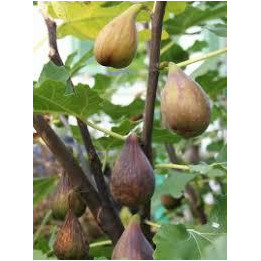 Figuier Perretta