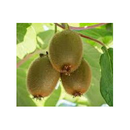 Kiwi autofertile