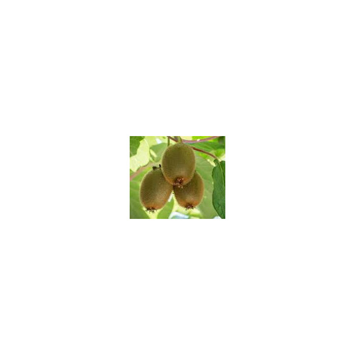 Kiwi autofertile