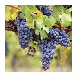 Vigne muscat de Hambourg Rouge