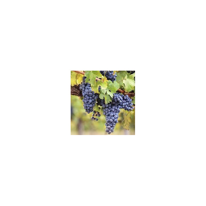 Vigne muscat de Hambourg Rouge