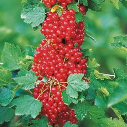 Groseillier rouge
