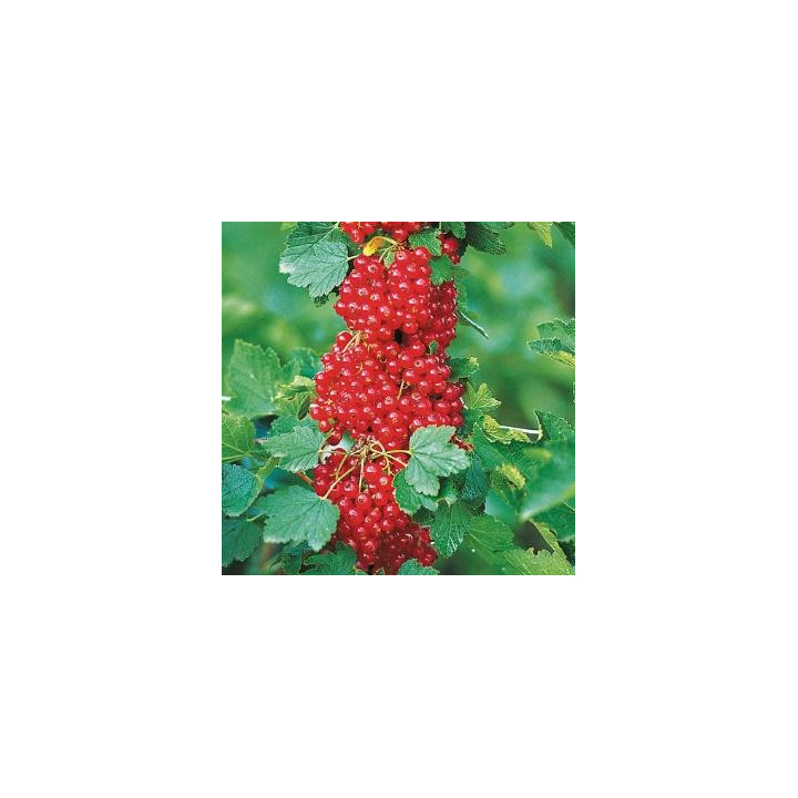 Groseillier rouge
