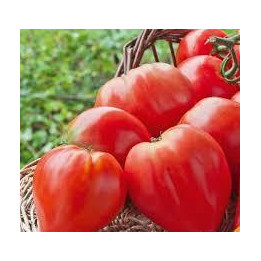 Tomate greffée Cœur de bœuf