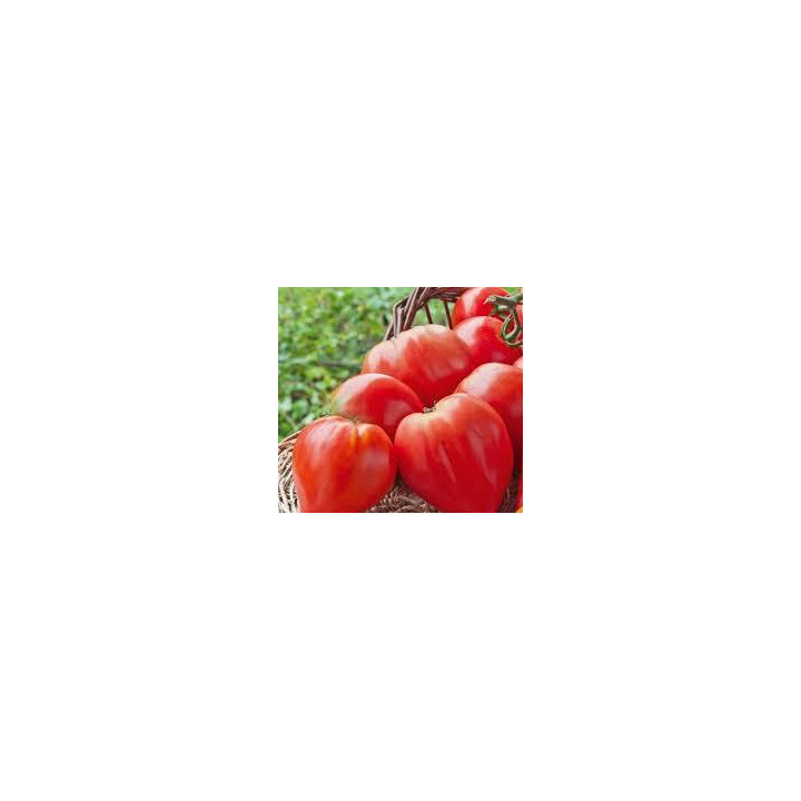 Tomate greffée Cœur de bœuf