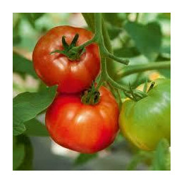 Tomate greffée Maestria