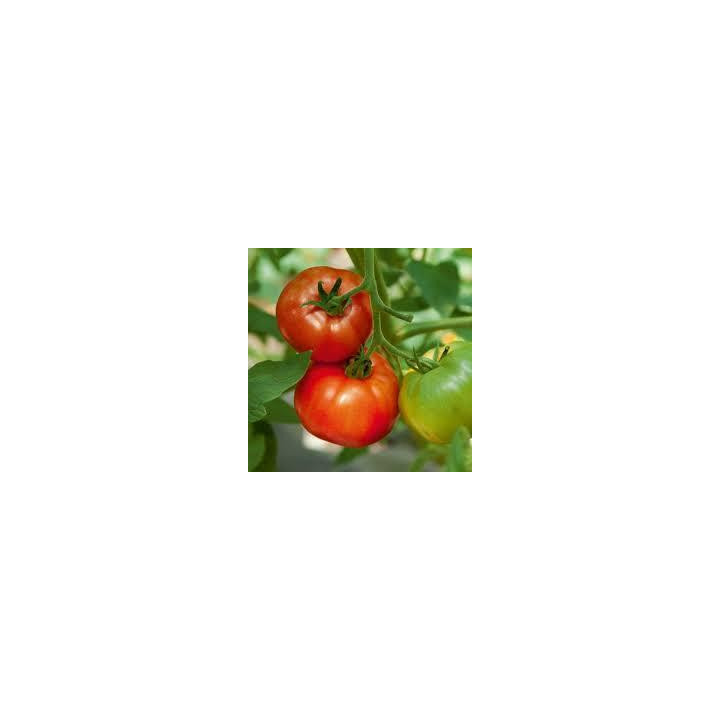 Tomate greffée Maestria