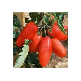 Tomate greffée Andine Cornue