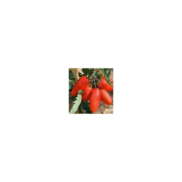 Tomate greffée Andine Cornue