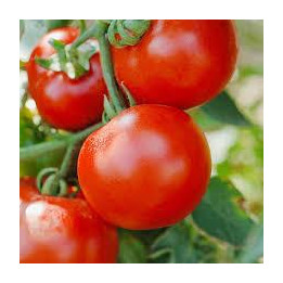 Tomate greffée Bureleque