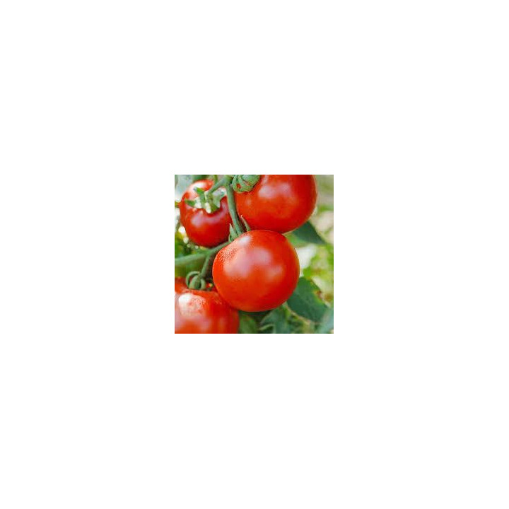 Tomate greffée Bureleque