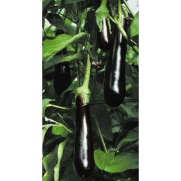 Aubergine greffée violette
