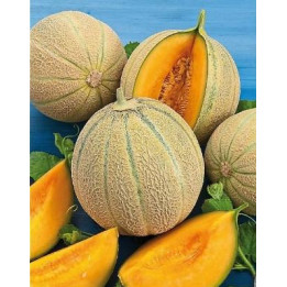 Melon greffé (brodé)