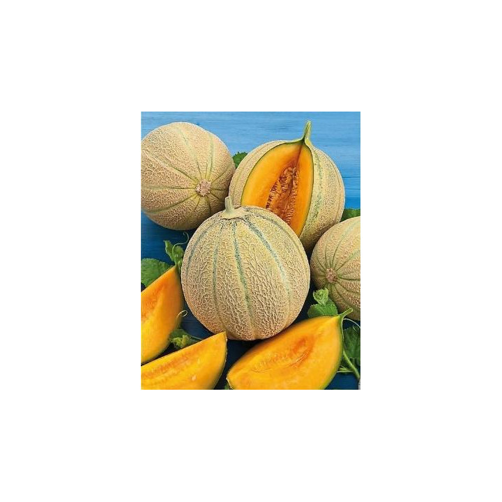 Melon greffé (brodé)