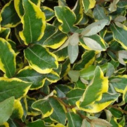 Eleagnus